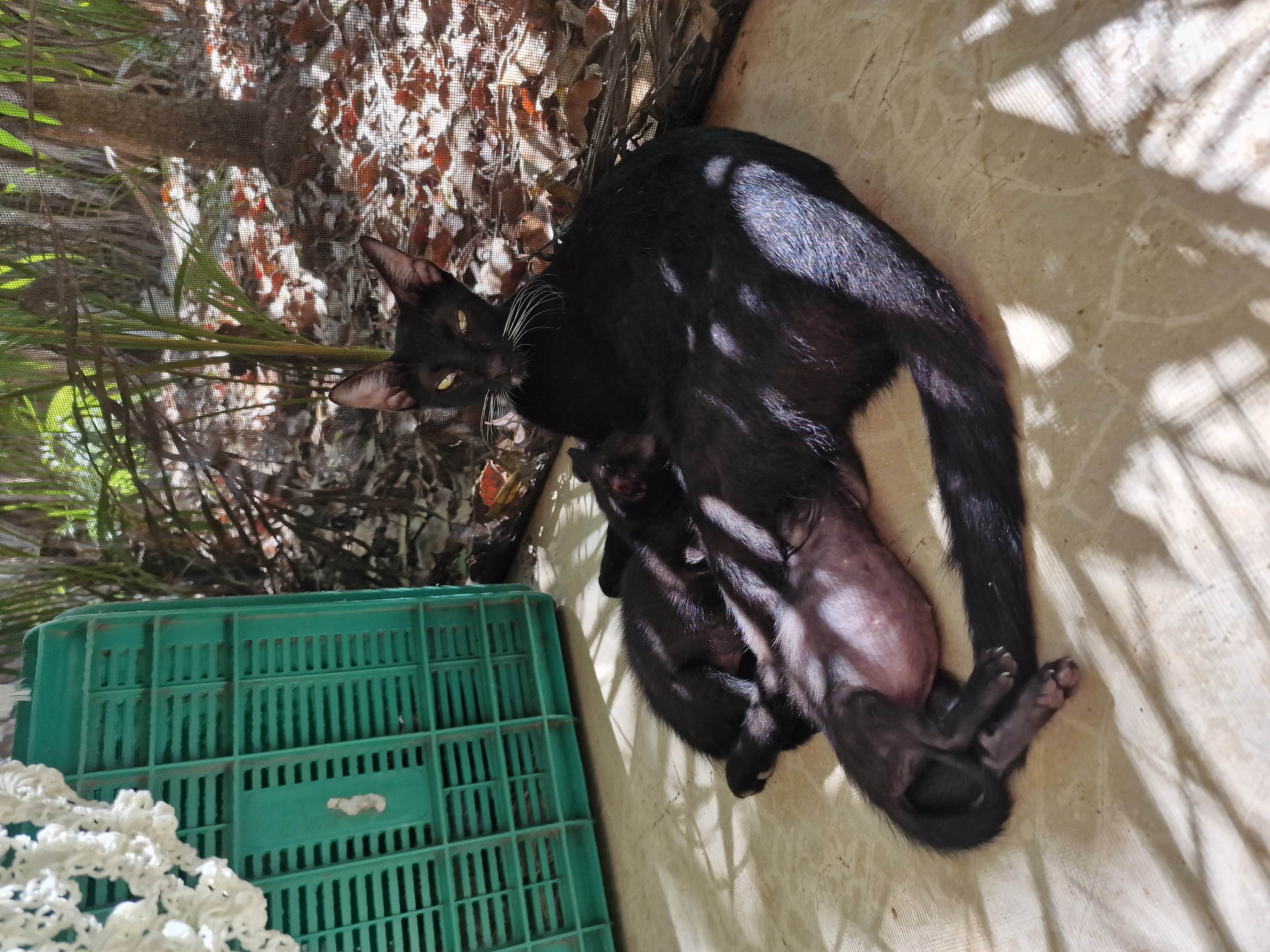 Our rescue mama feeding her 4 kittens